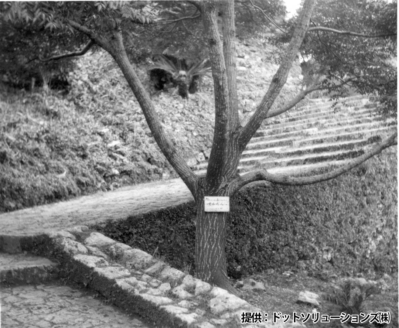 89 中城城跡　南の郭につながる階段