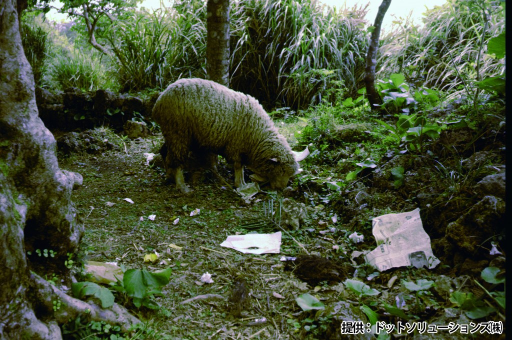 76 中城城跡 中城公園・ヒツジ