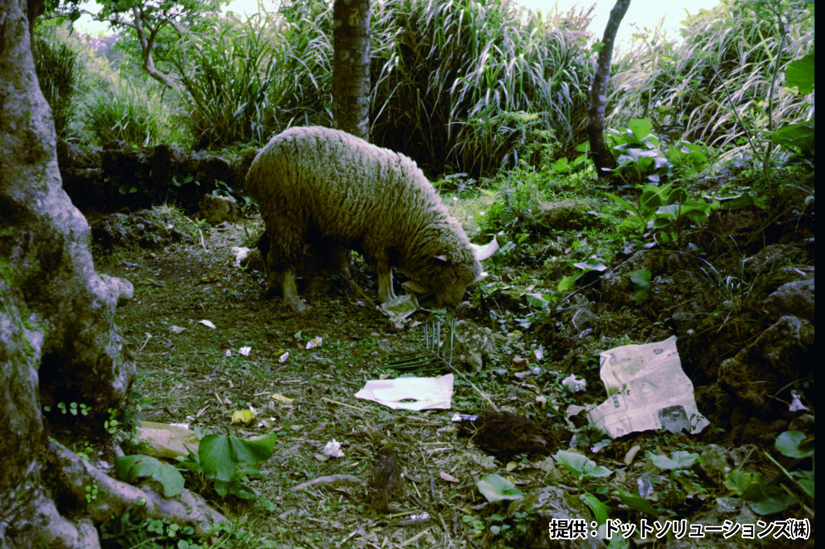 76 中城城跡　中城公園・ヒツジ
