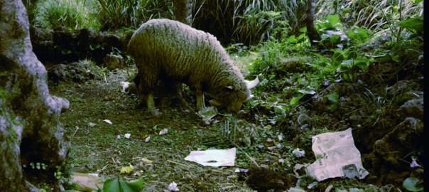 76 中城城跡　中城公園・ヒツジ