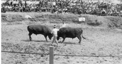 ㉒aaa092-Nakagusuku-bull-fights-52クレジット入り
