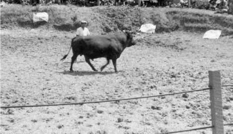 ㉔aaa094-Nakagusuku-bull-fights-52クレジット入り